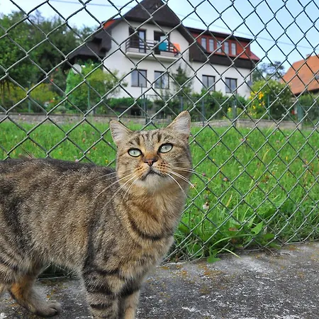 公寓 霍沃尔库公寓 Županovice