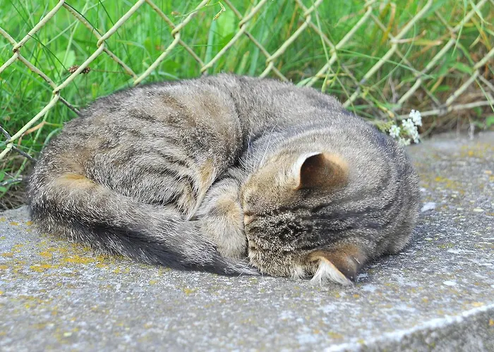 Apartma U Hovorku Appartement